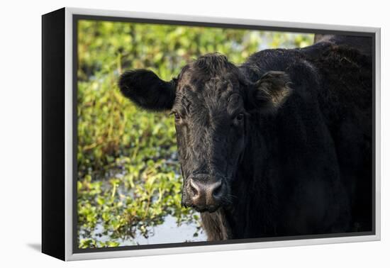 Black Angus Cow, Florida-Maresa Pryor-Framed Premier Image Canvas