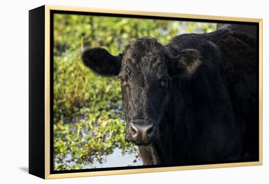 Black Angus Cow, Florida-Maresa Pryor-Framed Premier Image Canvas