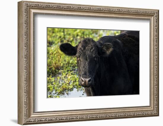 Black Angus Cow, Florida-Maresa Pryor-Framed Photographic Print