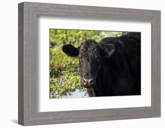 Black Angus Cow, Florida-Maresa Pryor-Framed Photographic Print