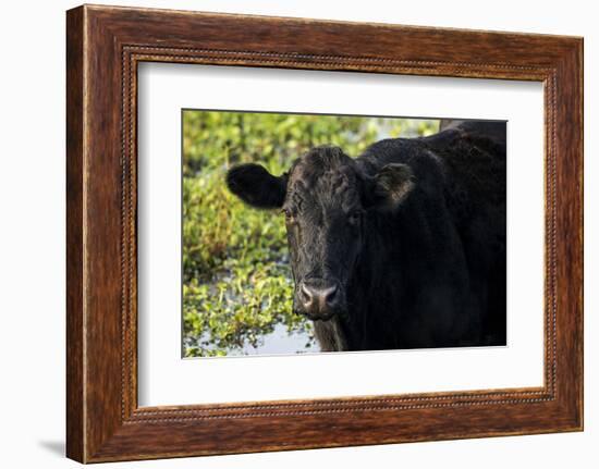 Black Angus Cow, Florida-Maresa Pryor-Framed Photographic Print