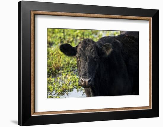 Black Angus Cow, Florida-Maresa Pryor-Framed Photographic Print