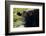 Black Angus Cow, Florida-Maresa Pryor-Framed Photographic Print