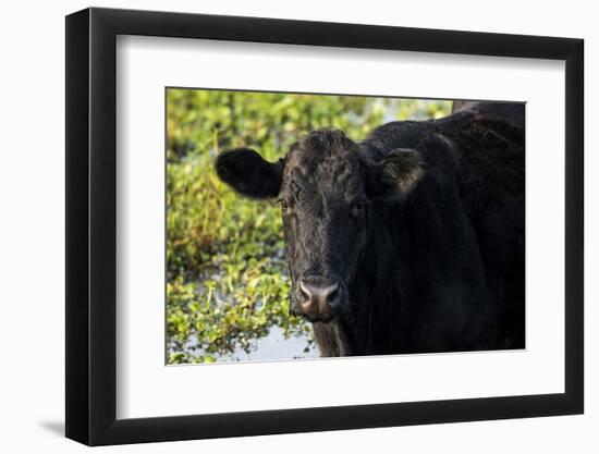 Black Angus Cow, Florida-Maresa Pryor-Framed Photographic Print