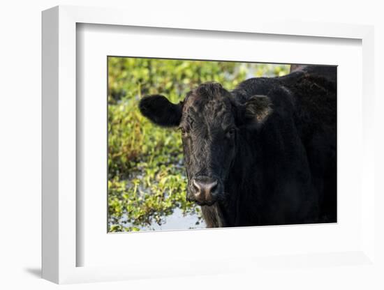 Black Angus Cow, Florida-Maresa Pryor-Framed Photographic Print