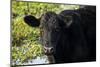 Black Angus Cow, Florida-Maresa Pryor-Mounted Photographic Print