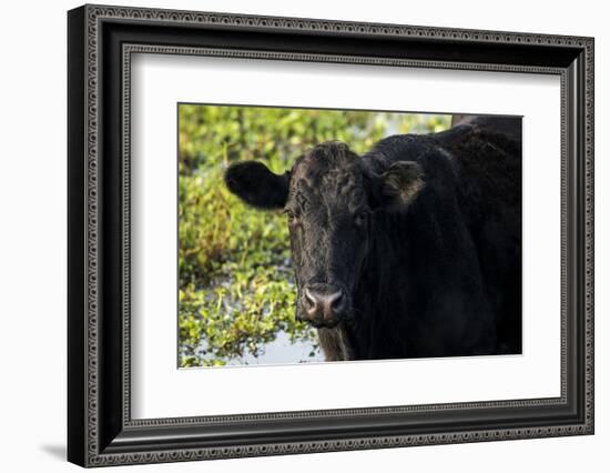 Black Angus Cow, Florida-Maresa Pryor-Framed Photographic Print