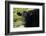 Black Angus Cow, Florida-Maresa Pryor-Framed Photographic Print