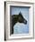 Black Arabian-Jenny Newland-Framed Giclee Print