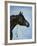 Black Arabian-Jenny Newland-Framed Giclee Print