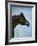 Black Arabian-Jenny Newland-Framed Giclee Print