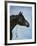 Black Arabian-Jenny Newland-Framed Giclee Print