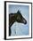 Black Arabian-Jenny Newland-Framed Giclee Print