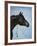 Black Arabian-Jenny Newland-Framed Giclee Print