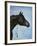 Black Arabian-Jenny Newland-Framed Giclee Print