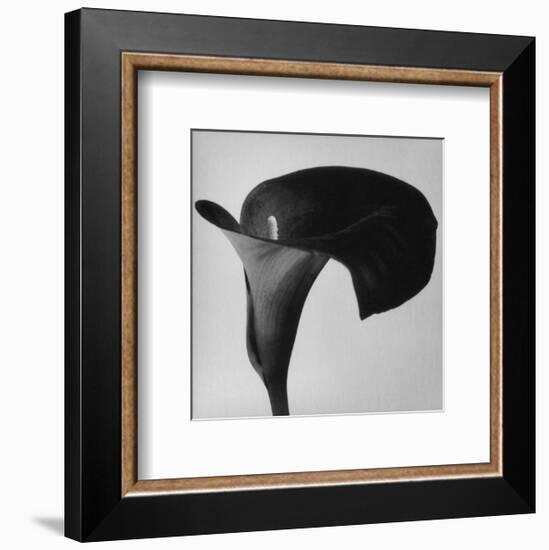 Black Arum II-Pierre Michaud-Framed Art Print