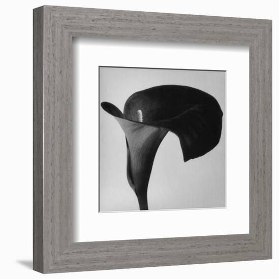 Black Arum II-Pierre Michaud-Framed Art Print