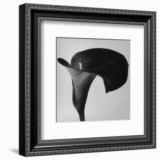 Black Arum II-Pierre Michaud-Framed Art Print