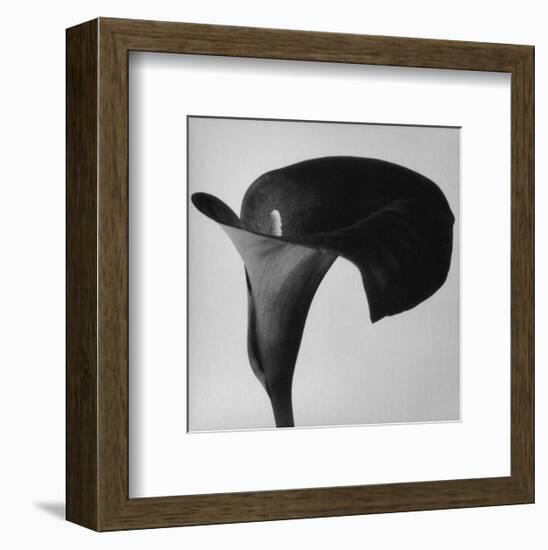 Black Arum II-Pierre Michaud-Framed Art Print