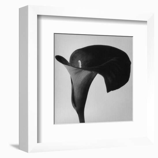 Black Arum II-Pierre Michaud-Framed Art Print