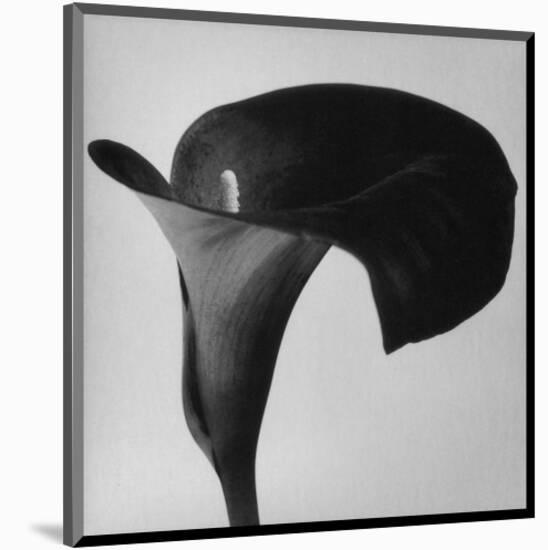 Black Arum II-Pierre Michaud-Mounted Art Print