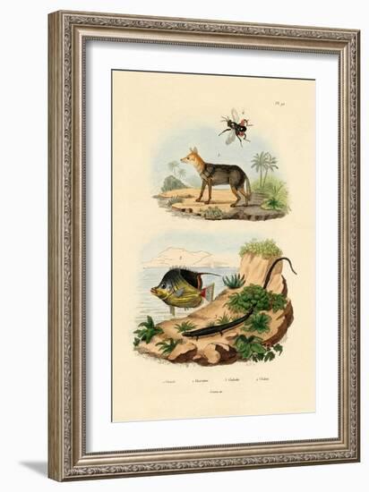 Black-Backed Jackal, 1833-39-null-Framed Giclee Print