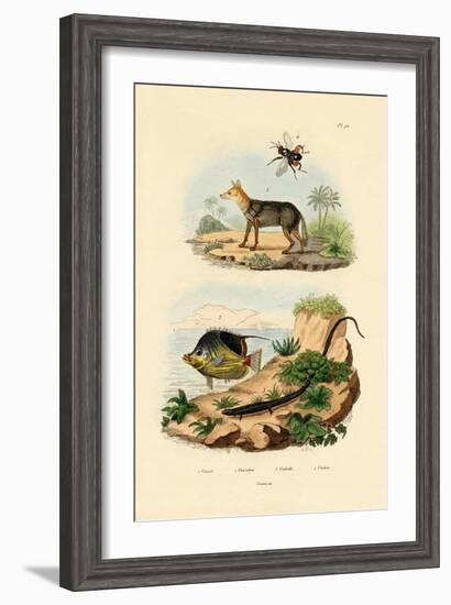 Black-Backed Jackal, 1833-39-null-Framed Giclee Print