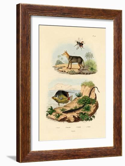 Black-Backed Jackal, 1833-39-null-Framed Giclee Print