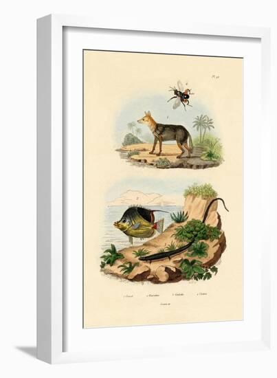 Black-Backed Jackal, 1833-39-null-Framed Giclee Print