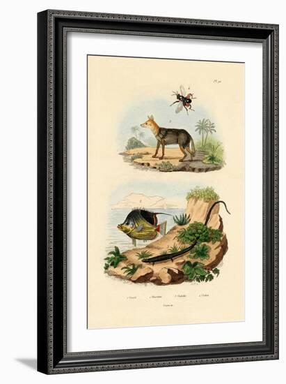 Black-Backed Jackal, 1833-39-null-Framed Giclee Print