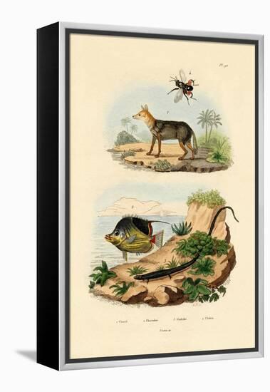 Black-Backed Jackal, 1833-39-null-Framed Premier Image Canvas