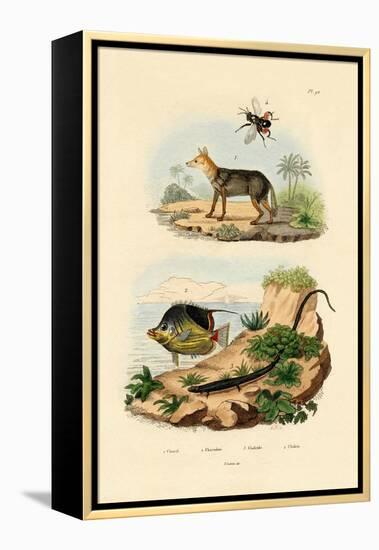 Black-Backed Jackal, 1833-39-null-Framed Premier Image Canvas