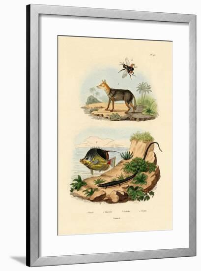 Black-Backed Jackal, 1833-39-null-Framed Giclee Print