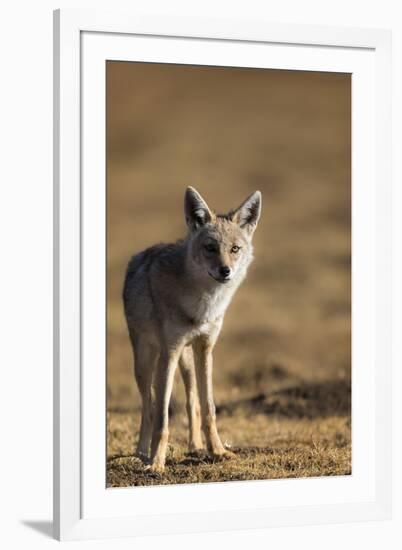 Black-backed jackal (Canis mesomelas), Ngorongoro Conservation Area, Tanzania, East Africa, Africa-Ashley Morgan-Framed Photographic Print