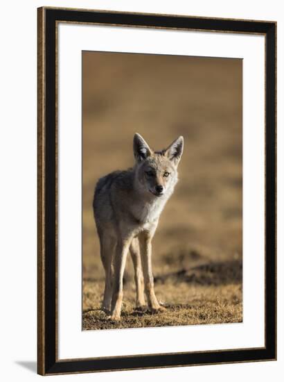 Black-backed jackal (Canis mesomelas), Ngorongoro Conservation Area, Tanzania, East Africa, Africa-Ashley Morgan-Framed Photographic Print