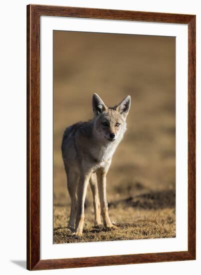 Black-backed jackal (Canis mesomelas), Ngorongoro Conservation Area, Tanzania, East Africa, Africa-Ashley Morgan-Framed Photographic Print