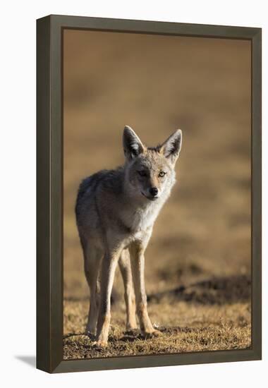 Black-backed jackal (Canis mesomelas), Ngorongoro Conservation Area, Tanzania, East Africa, Africa-Ashley Morgan-Framed Premier Image Canvas