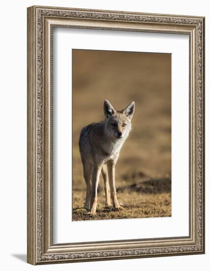 Black-backed jackal (Canis mesomelas), Ngorongoro Conservation Area, Tanzania, East Africa, Africa-Ashley Morgan-Framed Photographic Print