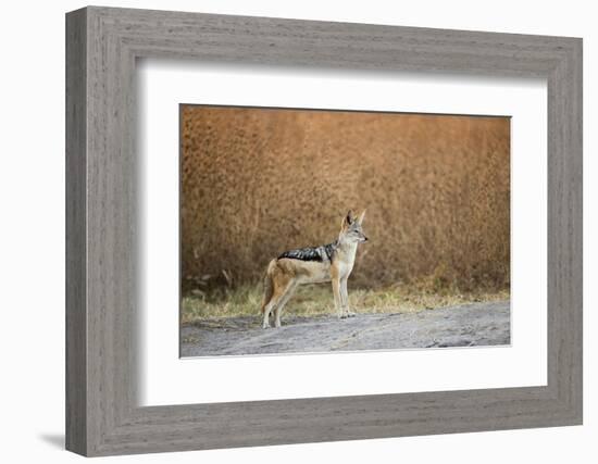 Black-Backed Jackal, Chobe National Park,Botswana-Paul Souders-Framed Photographic Print