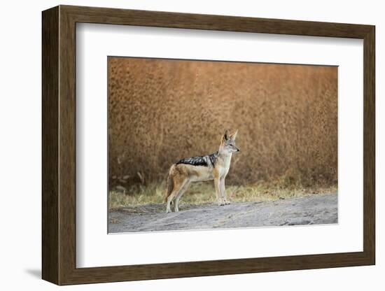 Black-Backed Jackal, Chobe National Park,Botswana-Paul Souders-Framed Photographic Print