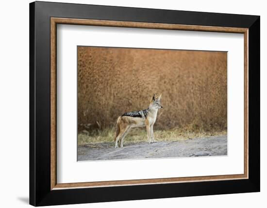 Black-Backed Jackal, Chobe National Park,Botswana-Paul Souders-Framed Photographic Print