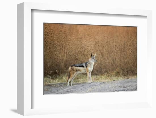 Black-Backed Jackal, Chobe National Park,Botswana-Paul Souders-Framed Photographic Print