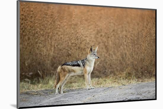 Black-Backed Jackal, Chobe National Park,Botswana-Paul Souders-Mounted Photographic Print