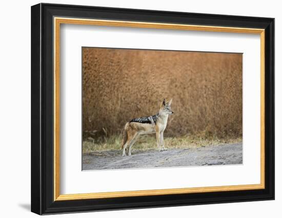 Black-Backed Jackal, Chobe National Park,Botswana-Paul Souders-Framed Photographic Print