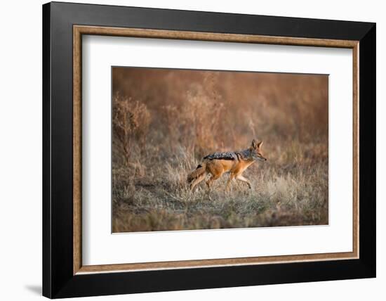 Black-Backed Jackal, Chobe National Park,Botswana-Paul Souders-Framed Photographic Print