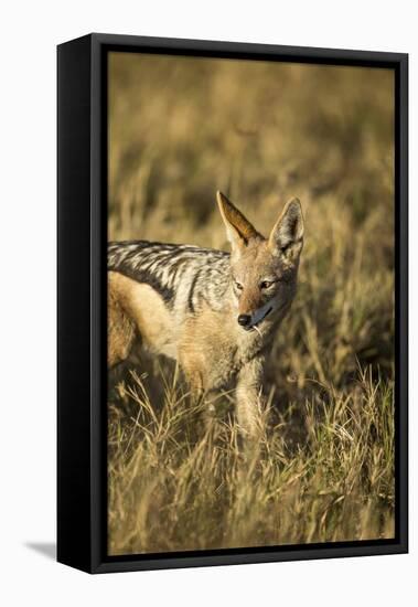 Black-Backed Jackal Eating Mouse, Chobe National Park,Botswana-Paul Souders-Framed Premier Image Canvas