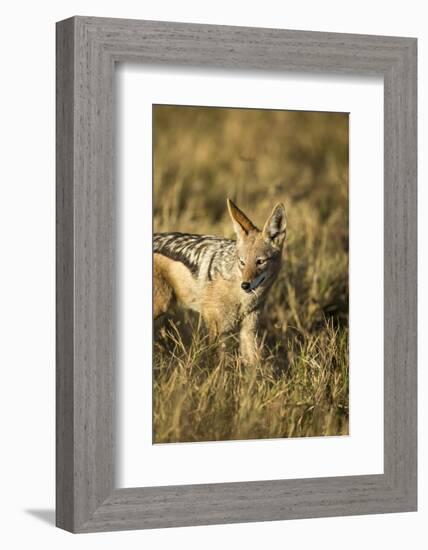 Black-Backed Jackal Eating Mouse, Chobe National Park,Botswana-Paul Souders-Framed Photographic Print