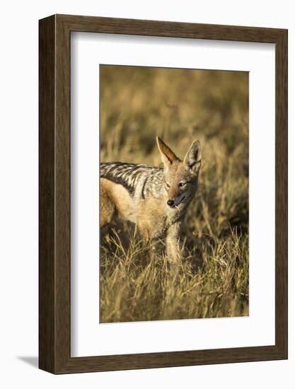 Black-Backed Jackal Eating Mouse, Chobe National Park,Botswana-Paul Souders-Framed Photographic Print