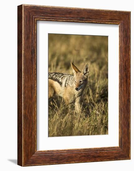 Black-Backed Jackal Eating Mouse, Chobe National Park,Botswana-Paul Souders-Framed Photographic Print