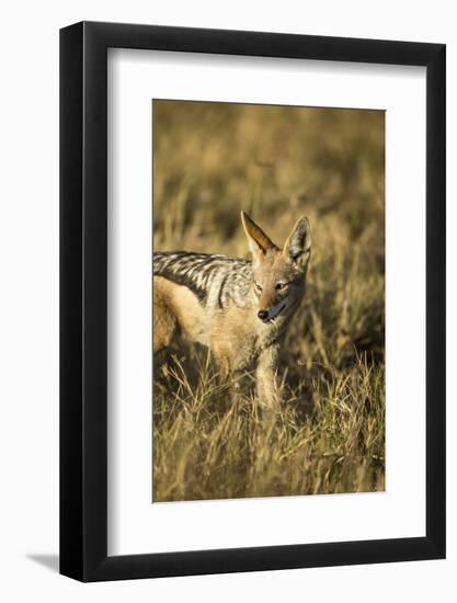 Black-Backed Jackal Eating Mouse, Chobe National Park,Botswana-Paul Souders-Framed Photographic Print